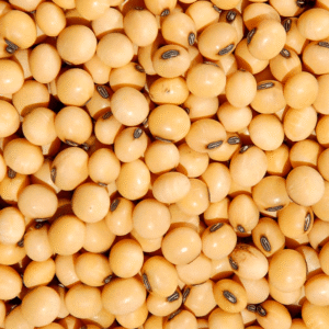 SOJA EM GRAO